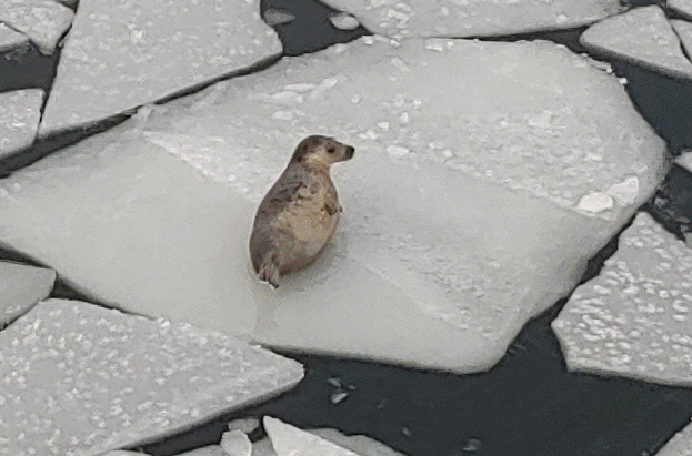 Ammattikalastaja Saaristomerellä_2.png