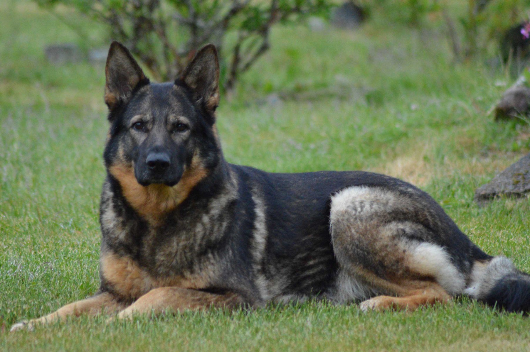 The-Dog-by-Nikon-D3200.jpg