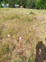 IMG_20230623_092939.jpg