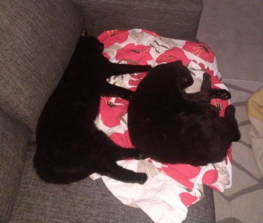 IMG_20240826_222824~2.jpg IMG_20240826_222824~2.jpg