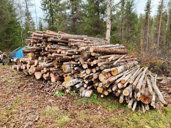 Vaahtiahon ja vanhan urkan rankasavottaa 10.2025 (1).jpg